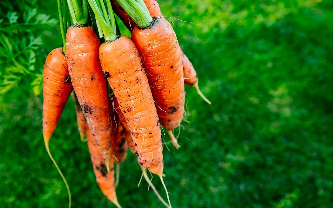 Produtor de cenoura revela como aumentar a produtividade em até 20%